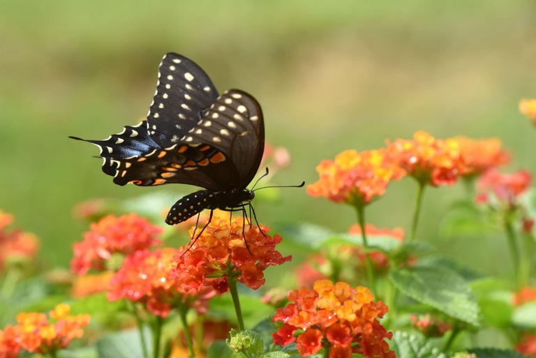 Borboleta