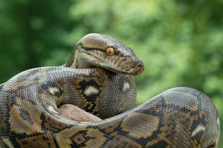 Cobra
